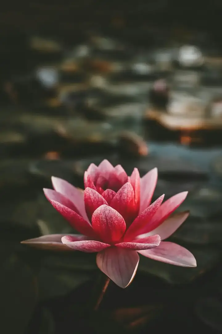 A white lotus flower in still water